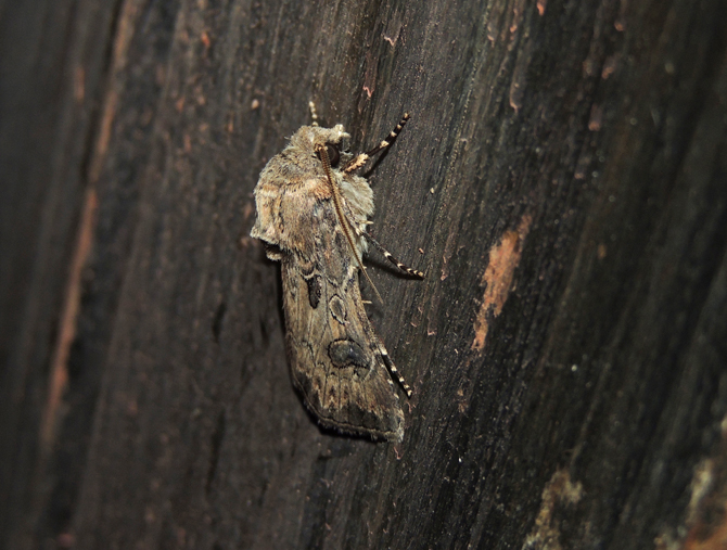 Agrotis bigramma  Noctuidae